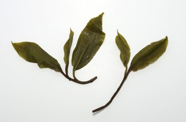 Baiying "Black Strips" Varietal <br> '19 Single Tree Sheng Puer <br> 白莺山 黑条子 单株生普洱